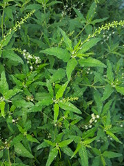 close up of a plant