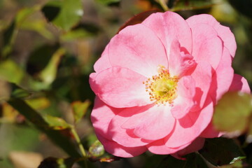 Red rose close up photo with negative space.