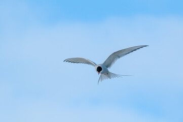 Arctic Tern (Sterna paradisaea) in Barents Sea coastal area, Russia