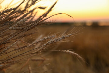 background of golden agricultural field