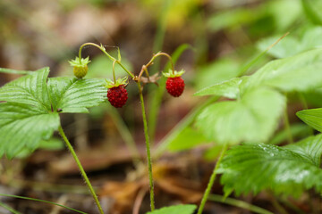 strawberries in the forest close up