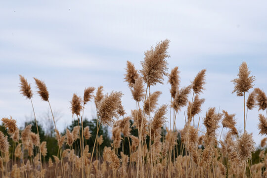 Dried Wild Grass In Field