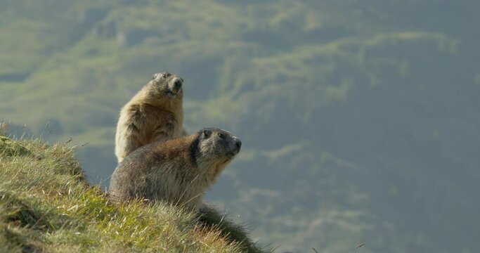 Alpine marmots sitting close looking in distance