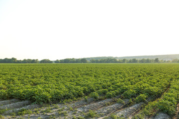 potato field on a sunny day