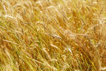 golden ears of rye on the field