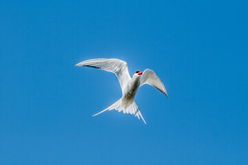Arctic Tern (Sterna paradisaea) in Barents Sea coastal area, Russia