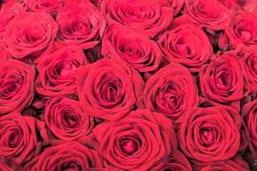 A beautiful background of a large number of scarlet roses.