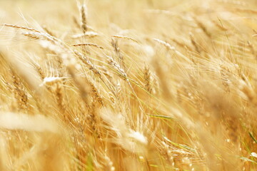 golden ears of rye on the field