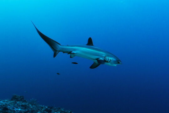 Thresher shark moving