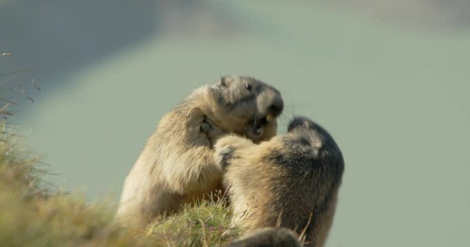 Alpine marmots fighting