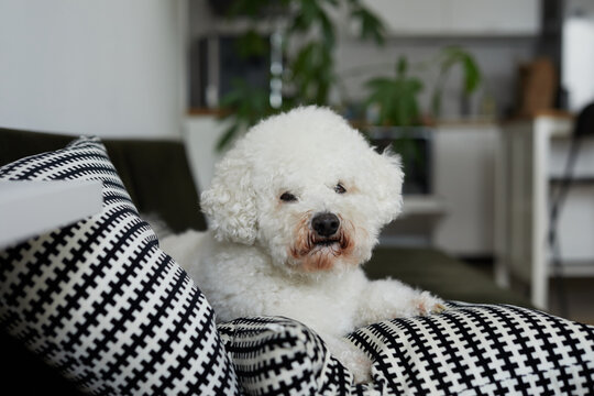 Bichon at home.