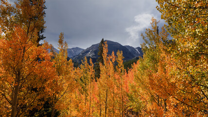 Fototapeta premium Colorful Aspen trees in Colorado rocky mountains 