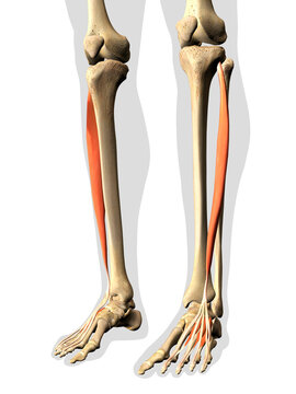 Extensor Digitorum Longus Muscles in Isolation on Human Leg Skeleton, 3D Rendering