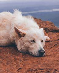 Dog resting in the mountains