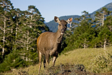 Taiwan Sambar