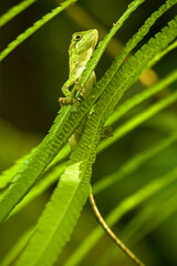 Svenhow Climbing Lizard