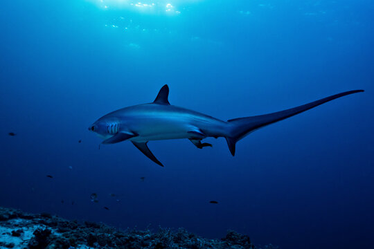Thresher shark moving