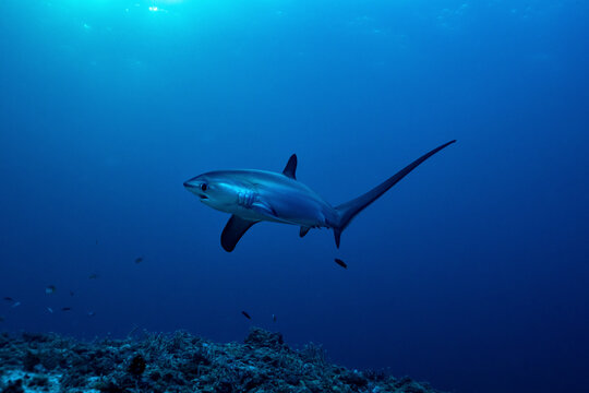 Thresher shark moving