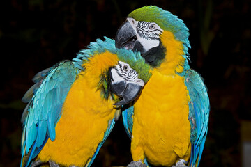 Macaw