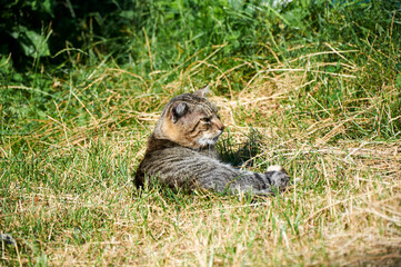 Tabby cat lies in the grass on a sunny afternoon