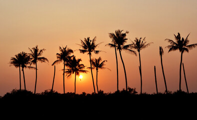 Obraz premium Palm trees in the setting sun in Goa
