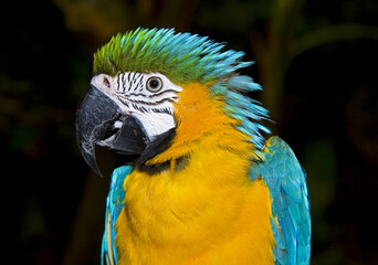 Macaw