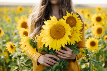 Young woman holds in her hands a yellow bouquet of sunflowers among a field of sunflowers. Fall and autumn time concept.