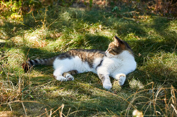 The cat lies in the grass on a sunny autumn day.
