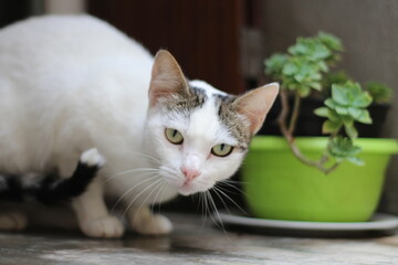 chat blanc