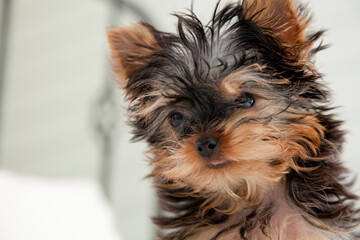 ヨークシャーテリアの子犬 © Paylessimages