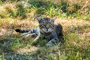 The cat lies in the grass on a sunny autumn day.