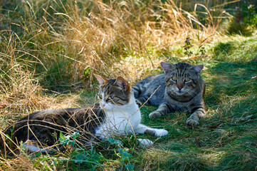 Two cats in the grass on a sunny autumn day.