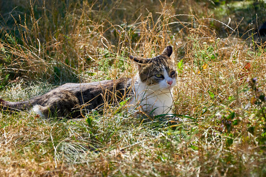 The cat lies in the grass on a sunny autumn day