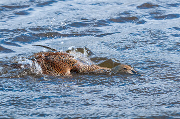 Fototapeta premium King Eider (Somateria spectabilis) female in Barents Sea coastal area, Russia