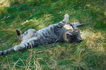 Tabby cat in the grass on a sunny autumn day.