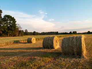 Fototapeta na wymiar Round straw bales in harvested fields.