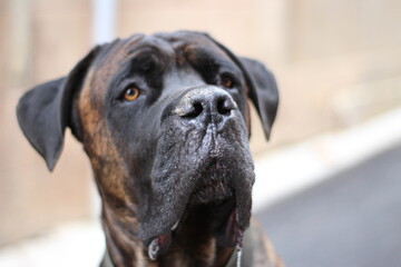 chien cane corso