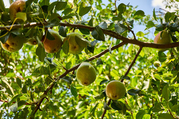Ripe pears on the tree against the blue sky