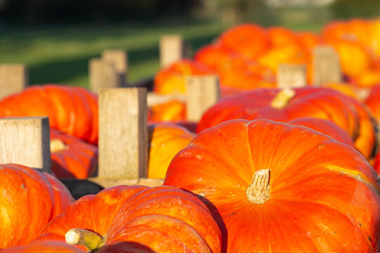 Autumn pumpkin harvest stacked in wooden crates