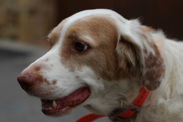 chien de chasse épagneul