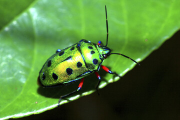 Seven Star Shield Back Stinkbug