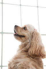 アメリカン・コッカー・スパニエル