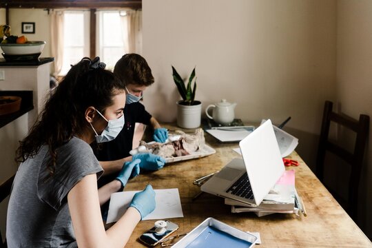 High School Kids Following Directions On Zoom To Dissect A Foetal Pig