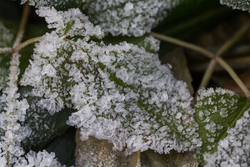 Brilliant hoarfrost on the branches and on green and yellow frozen autumn leaves. Natural snow crystals in winter