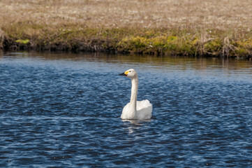 Bewick's Swan (Cygnus bewickii) in Barents Sea coastal area, Russia