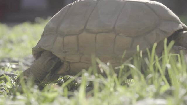 Turtle walking through the grass, crossing the video shot