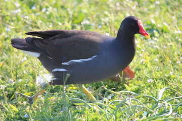 gallinella d'acqua