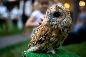 Beautiful owl on a blurred background. Owl. Young brown owl. Bird portrait.
