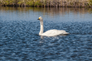 Bewick's Swan (Cygnus bewickii) in Barents Sea coastal area, Russia
