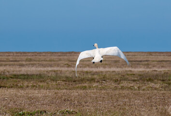 Bewick's Swan (Cygnus bewickii) in Barents Sea coastal area, Russia